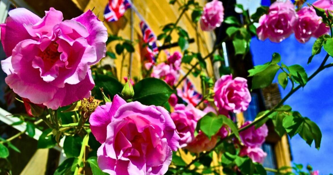 Gardeners should follow the 11am rule when caring for roses Gardeners should follow the 11am rule when caring for roses