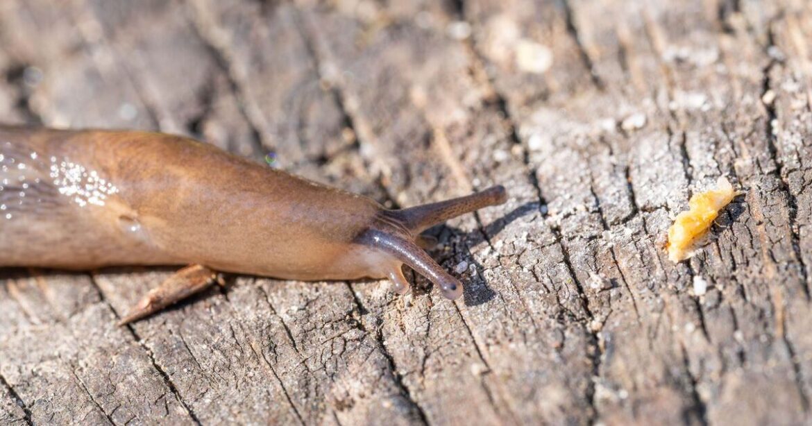 Keep slugs out of your garden by watering your plants at specific time Keep slugs out of your garden by watering your plants at specific time