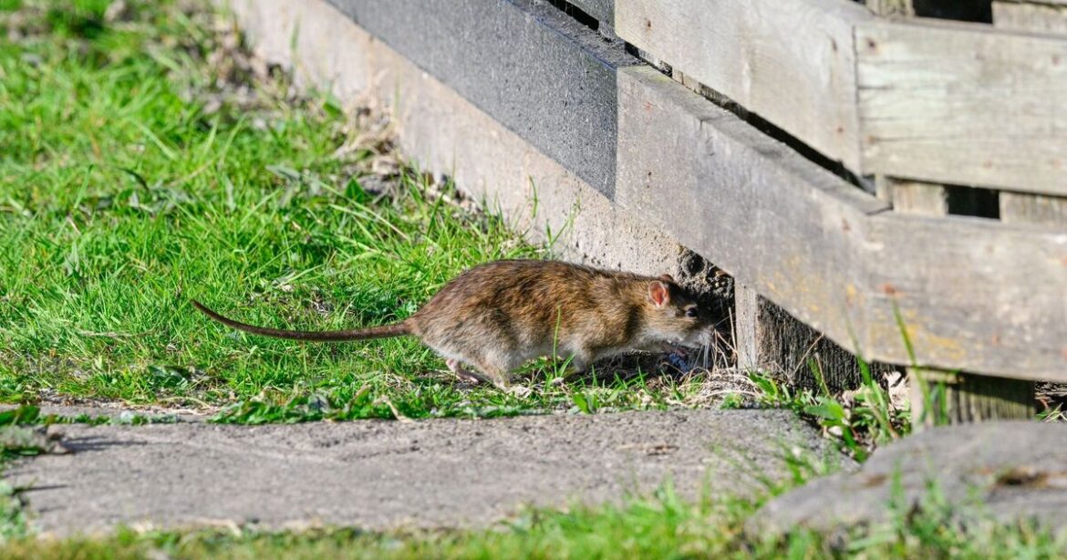 Rats, foxes and cats will avoid UK gardens if 1 thing is planted along fences Rats, foxes and cats will avoid UK gardens if 1 thing is planted along fences