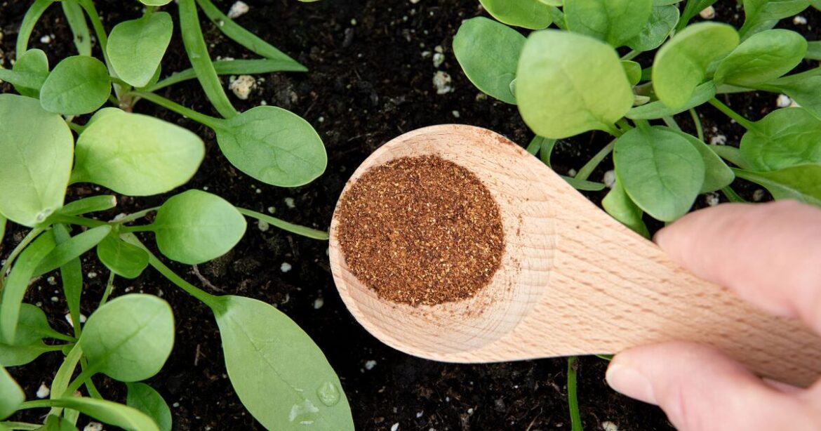 Gardeners urged to sprinkle cinnamon in garden in April Gardeners urged to sprinkle cinnamon in garden in April