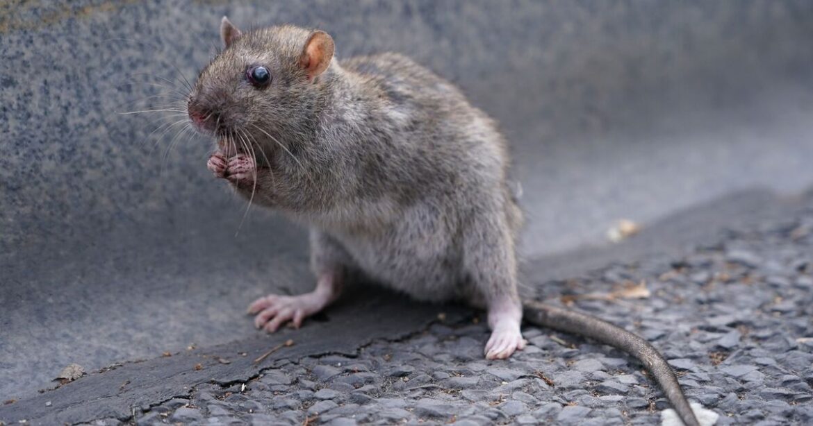 Warning to anyone with rats in their garden — and how to remove them Warning to anyone with rats in their garden — and how to remove them