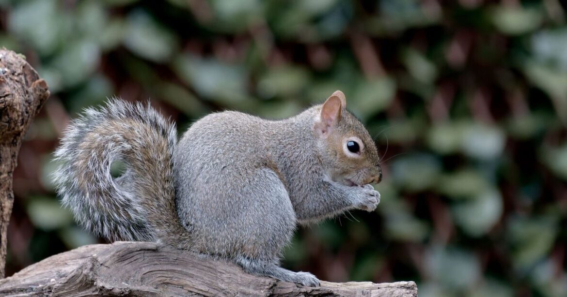 Warning issued to anyone with grey squirrels in garden in April Warning issued to anyone with grey squirrels in garden in April