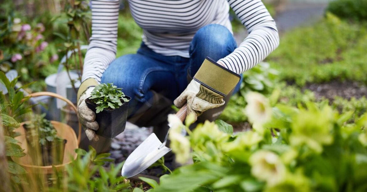 Five ways to use white vinegar in the garden—from killing weeds to deterring ants