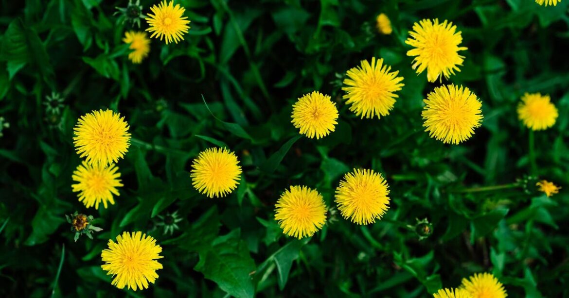 How to remove dandelions and thicken lawns in April