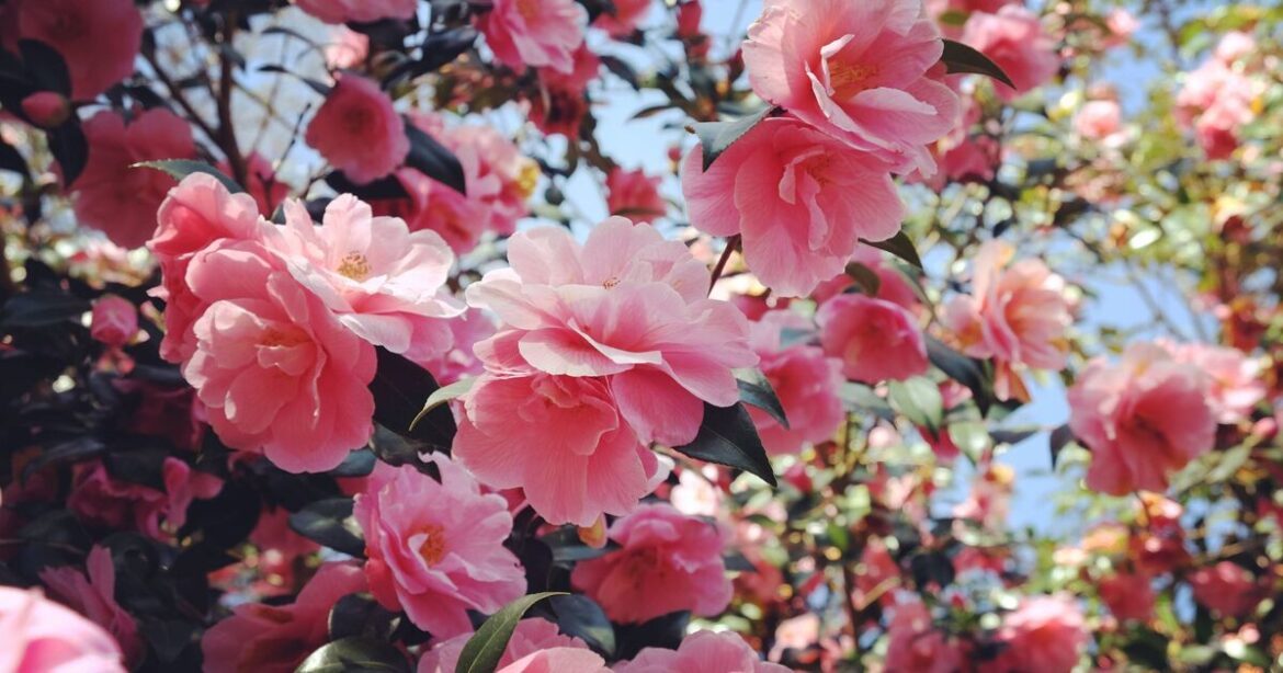 How to encourage camellias to grow back bigger next year