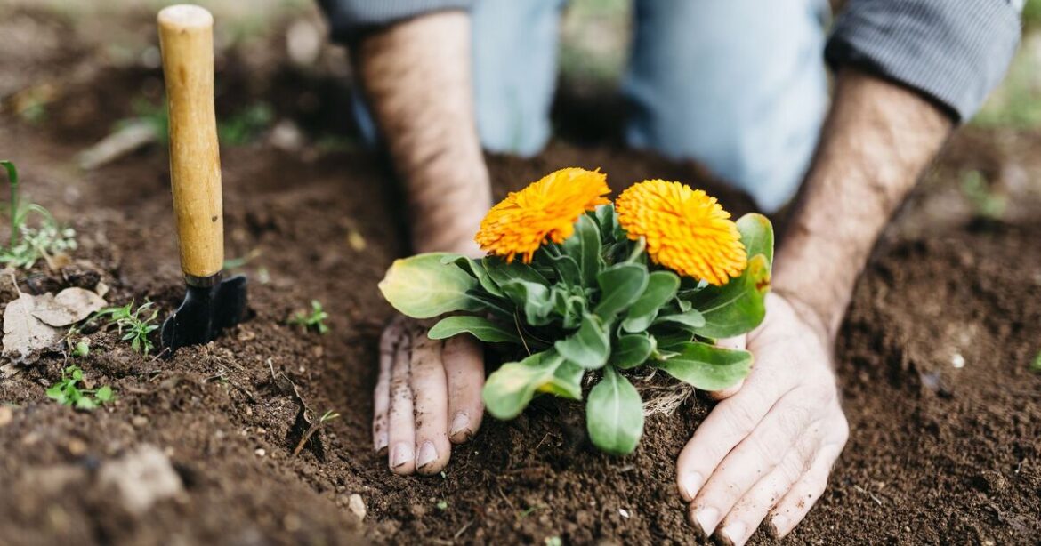 Gardener's 8-step guide to planting flowers correctly every time