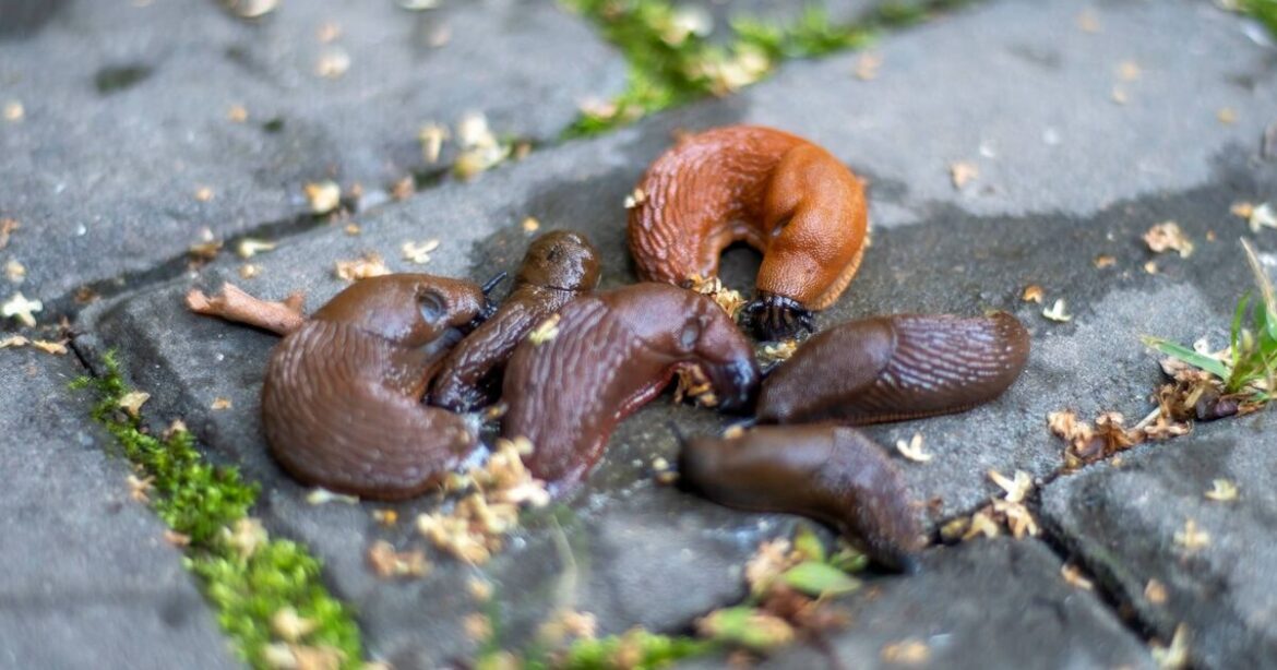 Slugs will never enter your garden if you place natural item they hate by plants