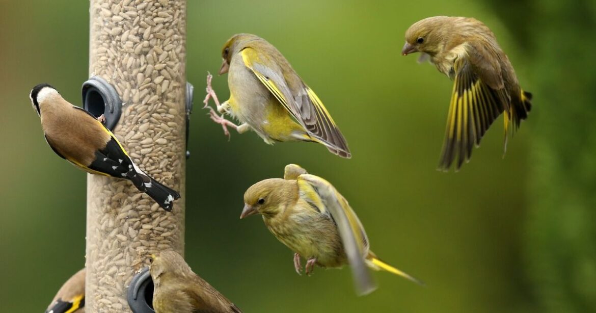 Gardeners urged to add 1 thing to bird feeders in gardens Gardeners urged to add 1 thing to bird feeders in gardens