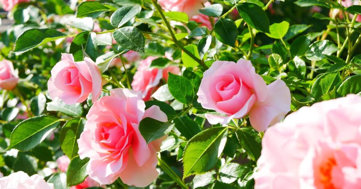 How to encourage more rose blooms in summer How to encourage more rose blooms in summer