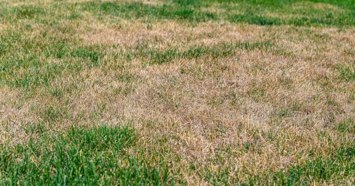 Patchy lawns can recover by summer with one April lawn care task Patchy lawns can recover by summer with one April lawn care task