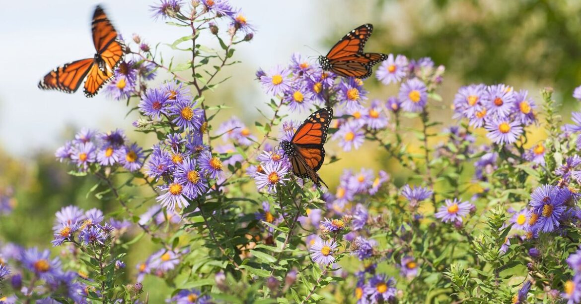 Plant one flower in your garden in April to attract butterflies