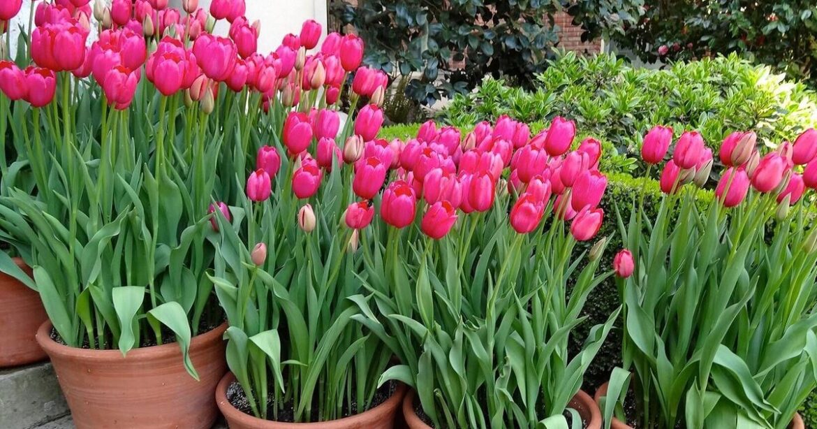 How to stop tulips wilting and keeping them fresh How to stop tulips wilting and keeping them fresh