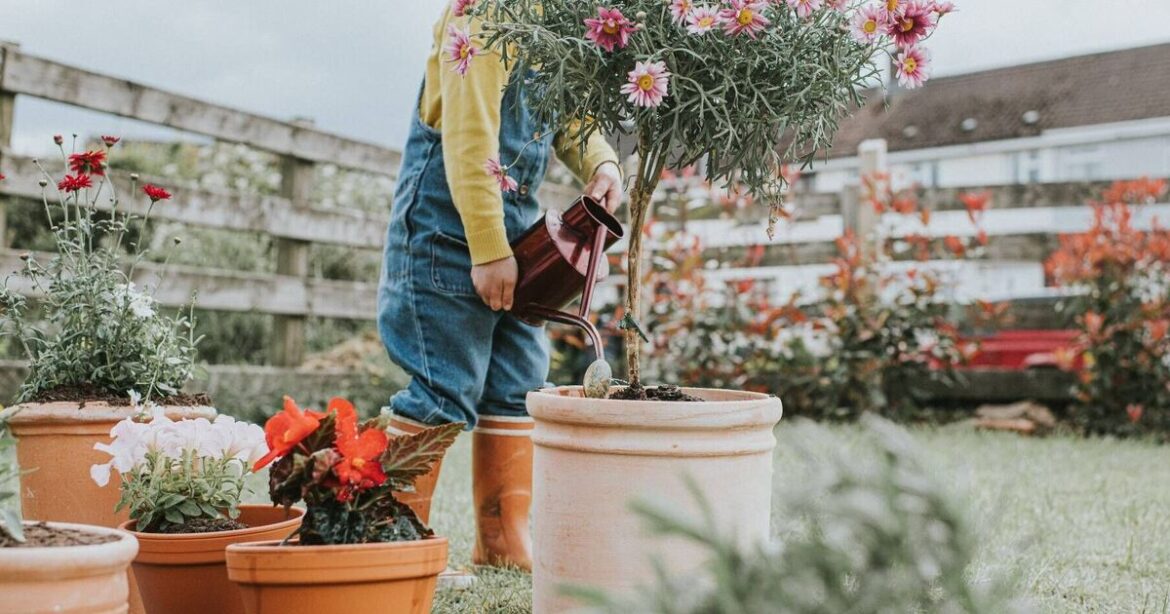 Achieve fantastic garden container shrubs in just three easy steps