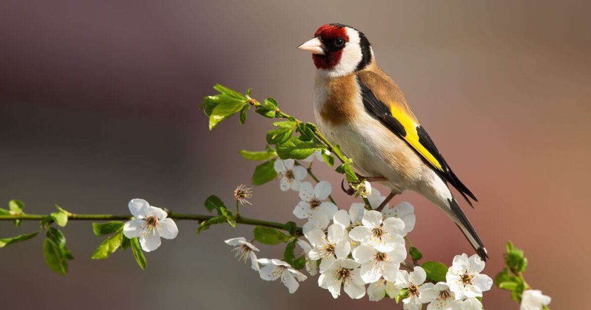 Goldfinches flock to UK gardens if 1 aromatic flower is planted now