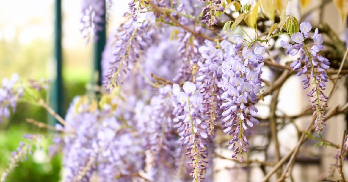 How to boost your wisteria blooms with 3 easy jobs before flowering How to boost your wisteria blooms with 3 easy jobs before flowering