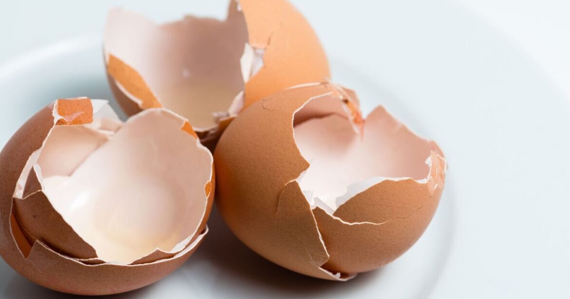 Gardeners urged to leave egg shells on bird tables this spring Gardeners urged to leave egg shells on bird tables this spring