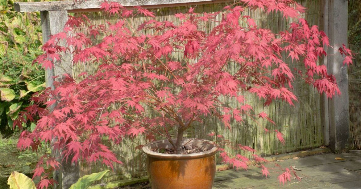 How to grow better Japanese maples in spring How to grow better Japanese maples in spring