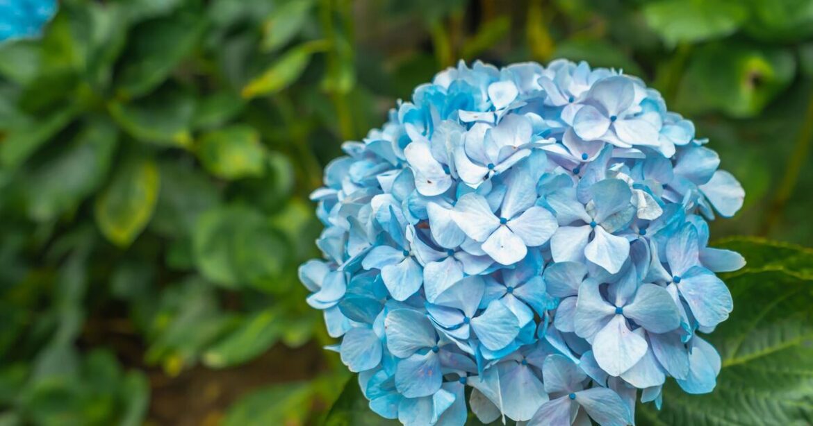 Hydrangeas will turn a ‘stunning’ blue when fed 1 kitchen scrap in spring Hydrangeas will turn a ‘stunning’ blue when fed 1 kitchen scrap in spring