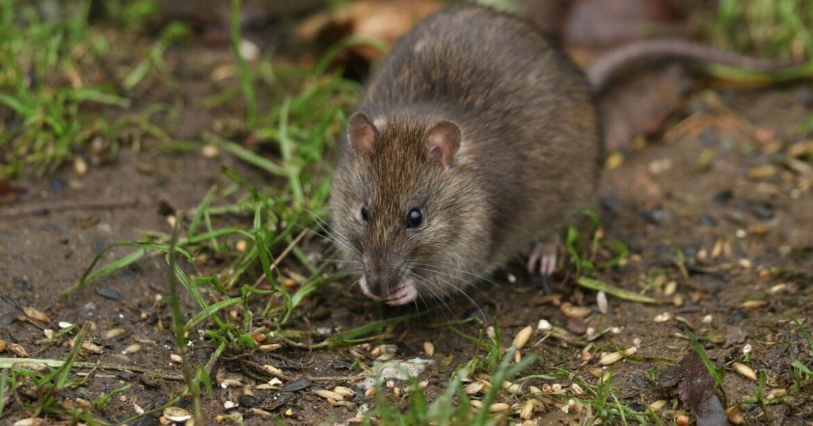 Rats will turn and run from gardens using 22p item Rats will turn and run from gardens using 22p item