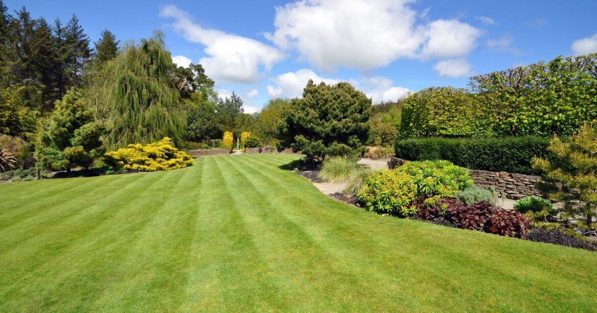 Lawns will grow greener and thicker if 1 common drink is poured Lawns will grow greener and thicker if 1 common drink is poured