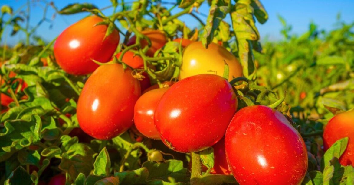Tomatoes can grow bigger and sweeter fruit if natural item is sprinkled Tomatoes can grow bigger and sweeter fruit if natural item is sprinkled