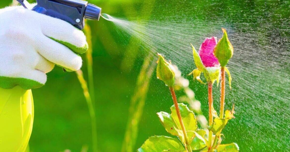 Keep roses free from black spots this spring with 1 kitchen staple Keep roses free from black spots this spring with 1 kitchen staple