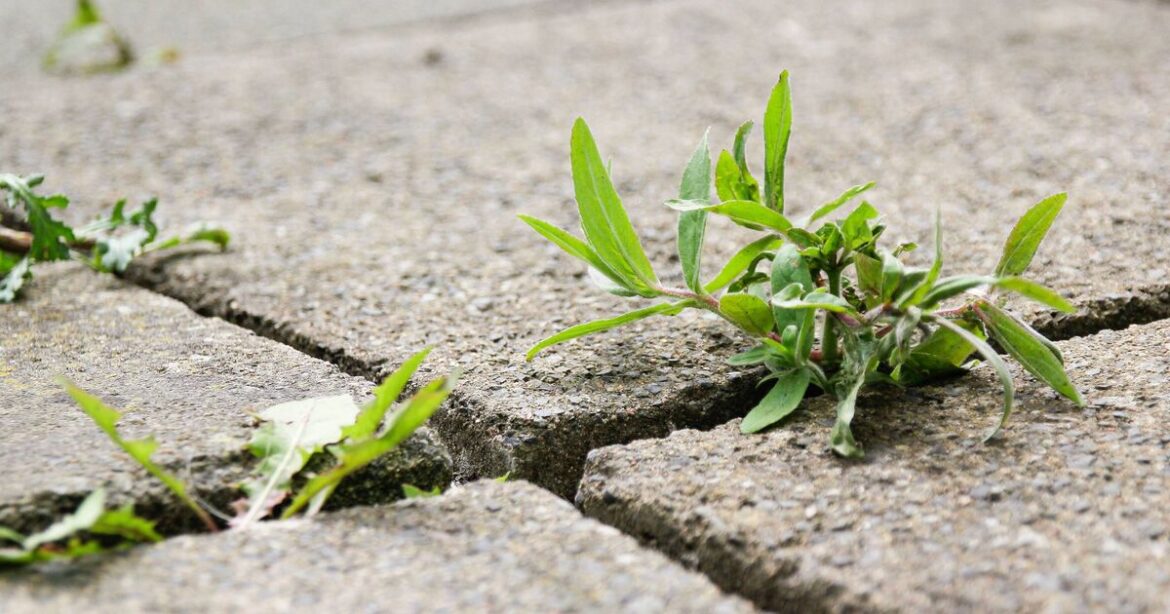 The 30p everyday kitchen ingredient that will banish weeds from patios The 30p everyday kitchen ingredient that will banish weeds from patios
