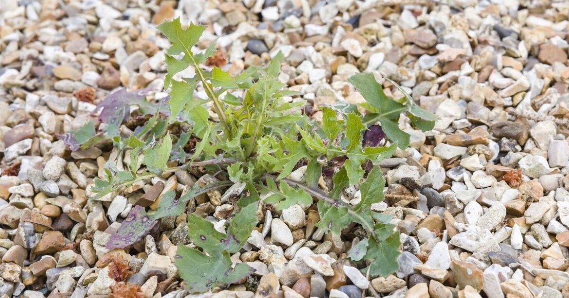 How to remove weeds from patios and gravel using Alan Titchmarsh's tip