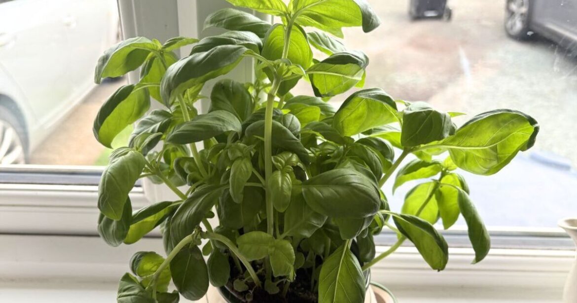 I grow unlimited basil with my £1 Tesco plant after doing simple five-minute job I grow unlimited basil with my £1 Tesco plant after doing simple five-minute job