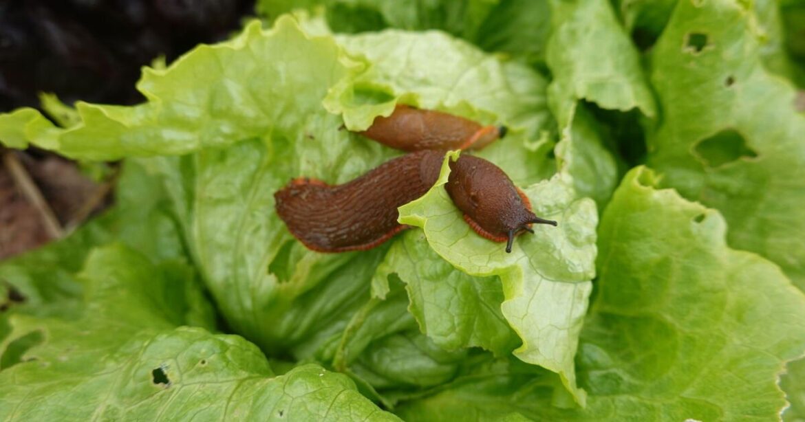 Not eggshells or bark – add 1 item to flower beds to banish slugs fast Not eggshells or bark – add 1 item to flower beds to banish slugs fast