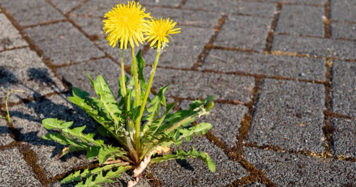 Kitchen cupboard ‘natural weed killer’ will clear gravel drive in 24 hours Kitchen cupboard 'natural weed killer' will clear gravel drive in 24 hours