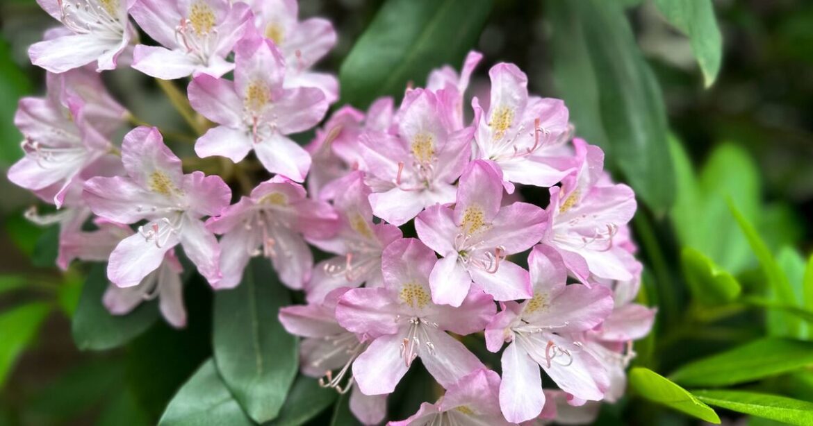 How to encourage bigger and better rhododendrons How to encourage bigger and better rhododendrons