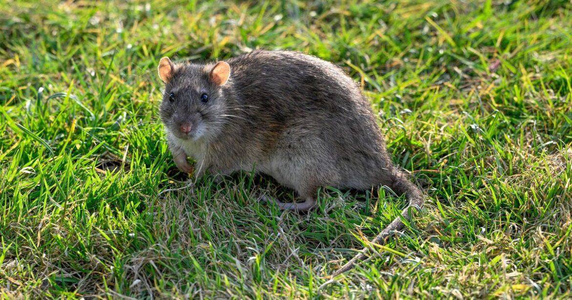 Keep rats out of your garden for good by stopping common bird feeder mistake Keep rats out of your garden for good by stopping common bird feeder mistake