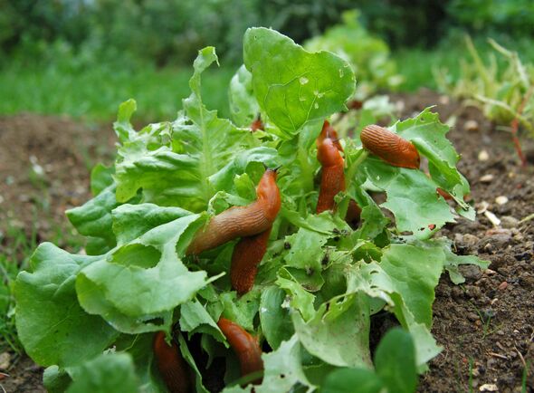 Snail invasion on a salad garden Snail invasion on a salad garden