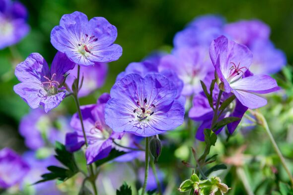 A close-up view of several purple flowers with intricate petal patterns, surrounded by lush green foliage.