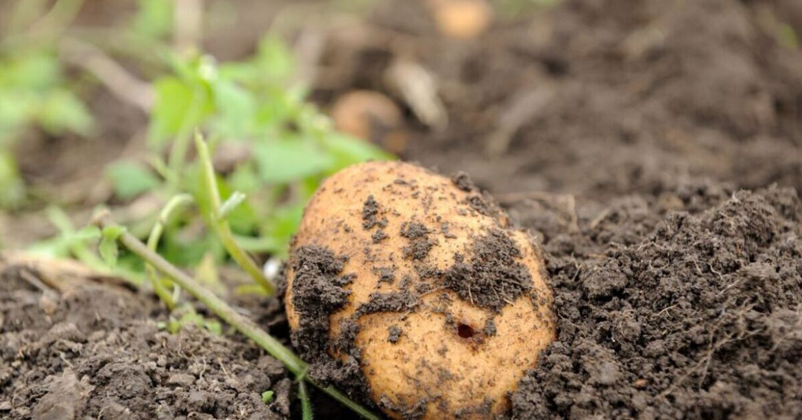 Gardeners urged to put potatoes in gardens Gardeners urged to put potatoes in gardens