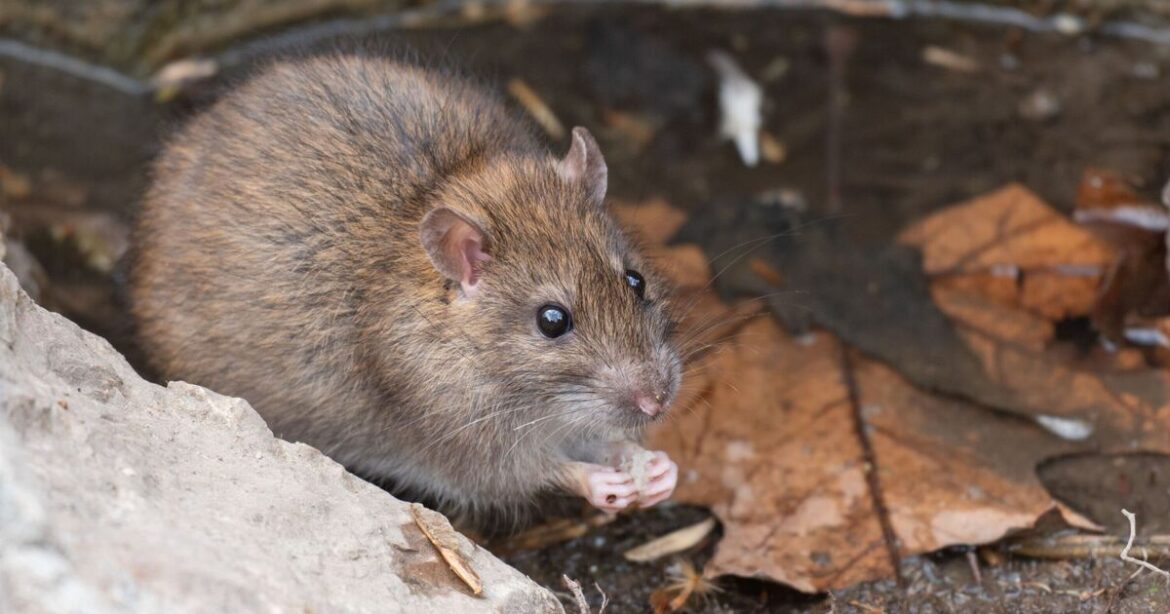 I asked experts how to deter mice and rats — they all named 1 plant