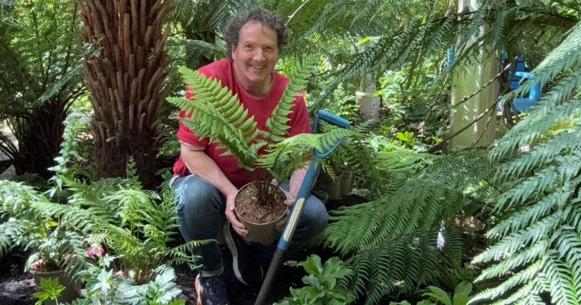The 360 million-year-old plant that can turn a shady garden into a woodland paradise The 360 million-year-old plant that can turn a shady garden into a woodland paradise