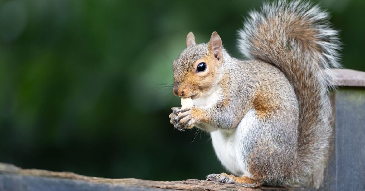 Gardener shares one plant that deterred squirrels for good after ‘fighting them for years’