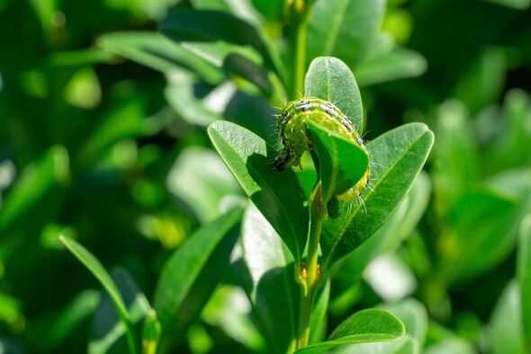 Caterpillars of Box tree moth (Cydalima perspectalis) on Boxwood (Buxus sempervirens destroying boxwood shrubs. Caterpillars of Box tree moth (Cydalima perspectalis) on Boxwood (Buxus sempervirens destroying boxwood shrubs.