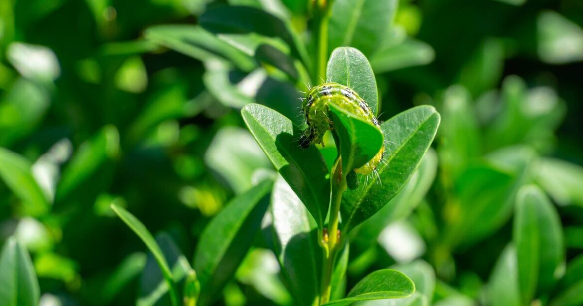 UK hedges ‘under siege’ from invasive caterpillars ‘need action today’ UK hedges 'under siege' from invasive caterpillars 'need action today'
