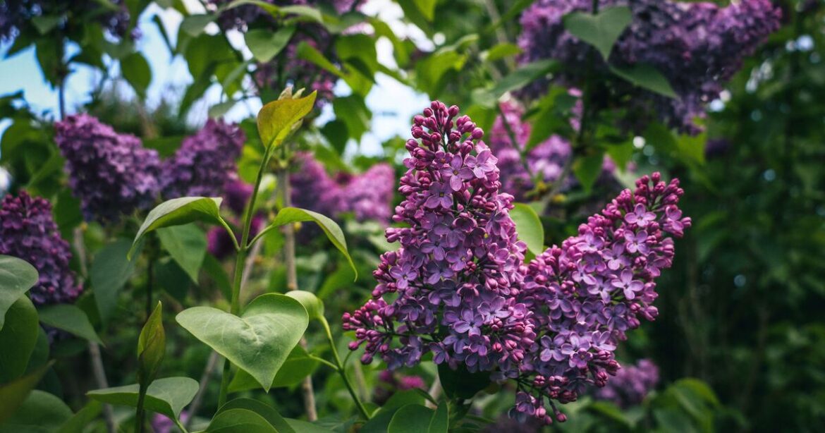 Get your lilacs to flower again next year by completing one simple task