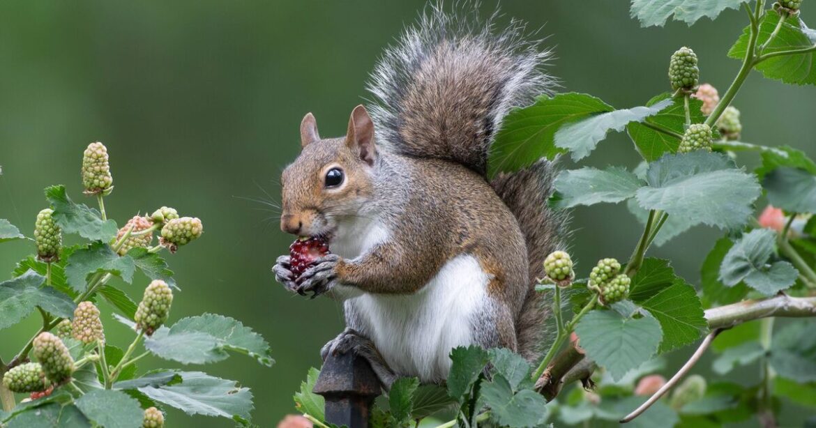 How to keep squirrels away from your garden How to keep squirrels away from your garden