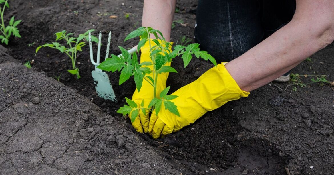 4 seeds all gardeners should sow in April for plentiful crops 4 seeds all gardeners should sow in April for plentiful crops