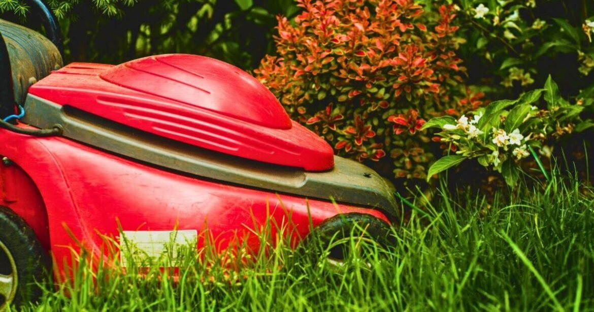 Lawns can grow thicker if gardeners avoid cutting the grass this weekend