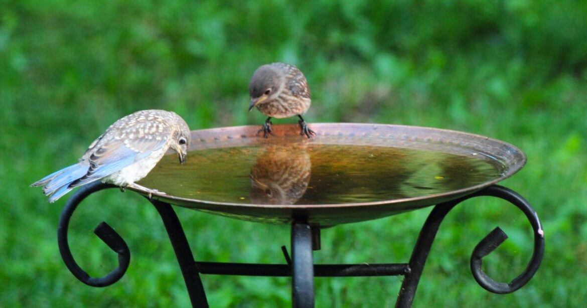 Clean your garden birdbath naturally with 1 item to keep birds safe Clean your garden birdbath naturally with 1 item to keep birds safe