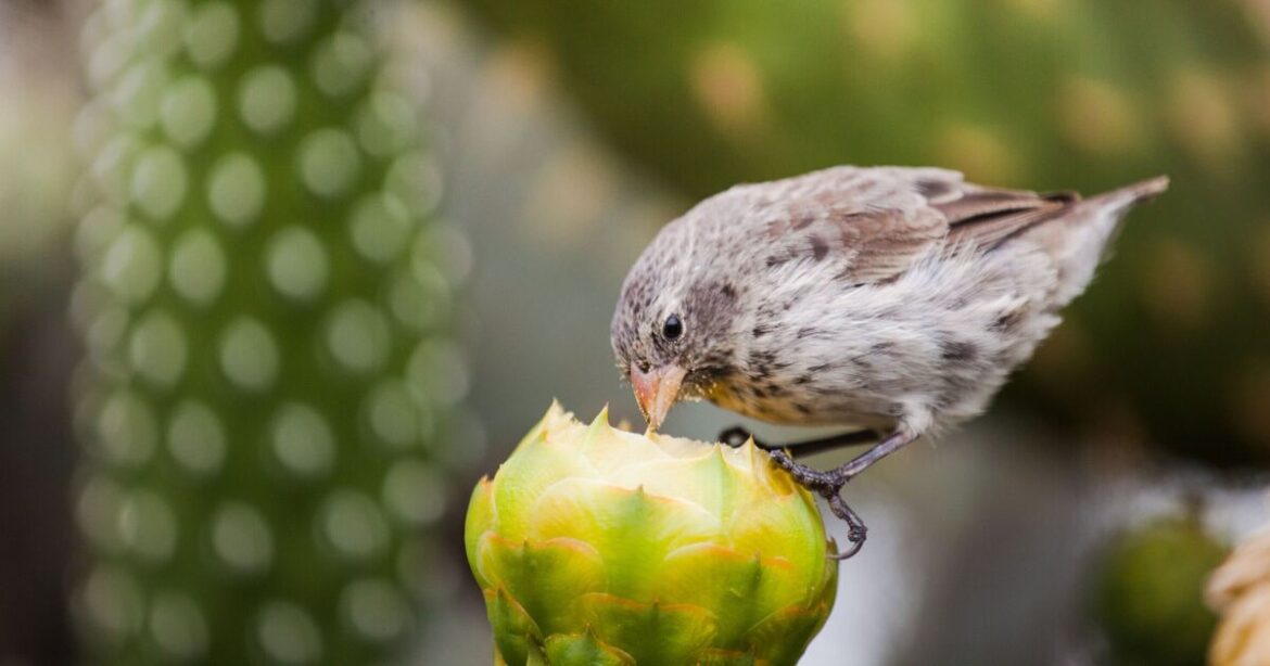 Birds will stay away from fruits and berries with 1 thing Birds will stay away from fruits and berries with 1 thing