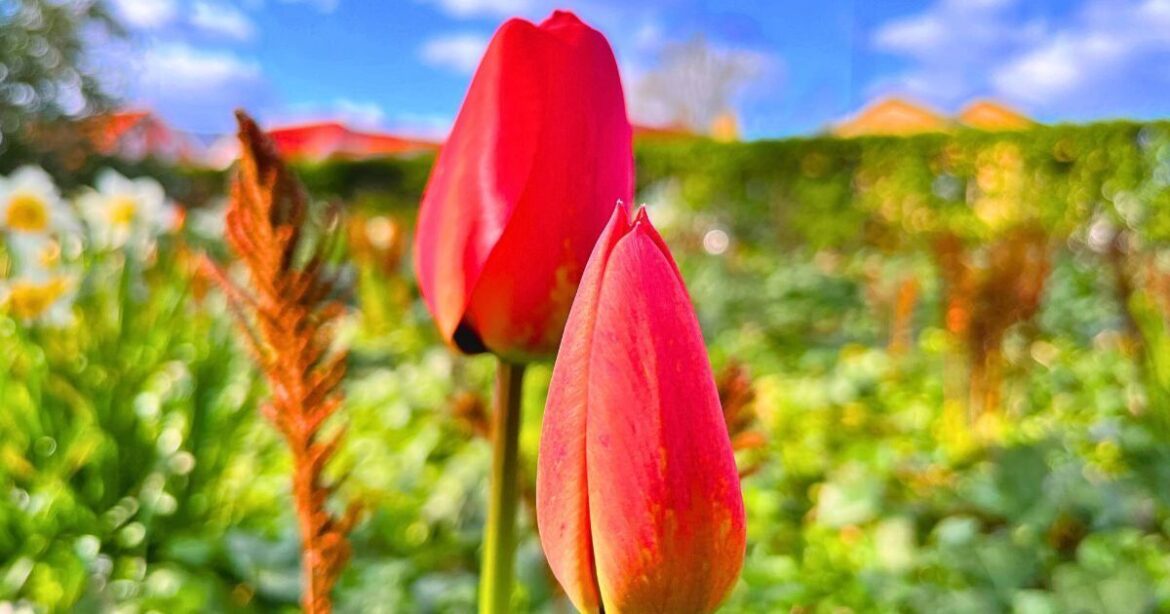 Anyone growing tulips in the garden urged to dig up the soil as soon as possible