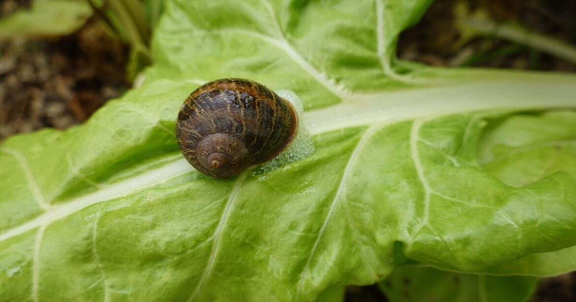 Adding 1 plant to garden beds will deter pests naturally Adding 1 plant to garden beds will deter pests naturally