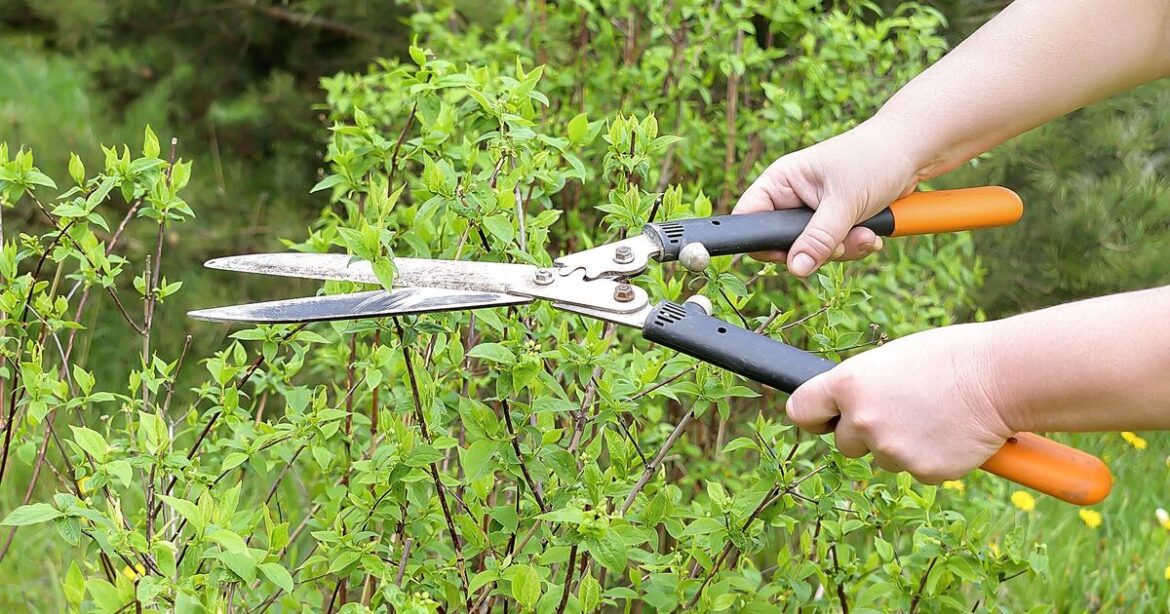 5 May Bank Holiday gardening job people urged to do now 5 May Bank Holiday gardening job people urged to do now